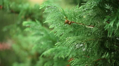 Rain in the forest. Full HD Video Stock Footage 56568675