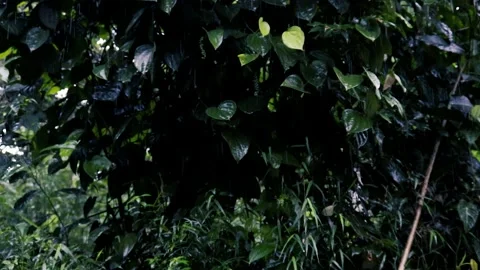 Rain in the forest garden.Heavy Rain Falling On Tree Leaves Vídeos de archivo 237064732