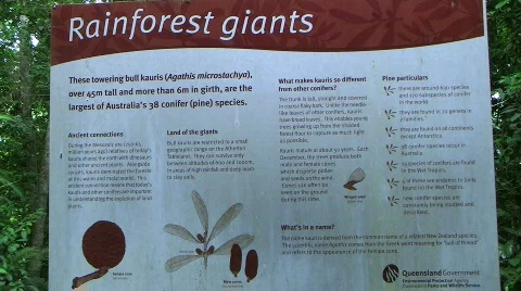 Rain forest giants Stock Footage