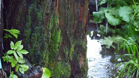 Rain. forest. green foliage in the rain. summer rain. wet leaves. wet grass Stock Footage 76235410