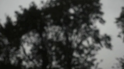 Rain. forest. green foliage in the rain. summer rain. wet leaves. wet grass Stock Footage 81541394
