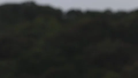 RAIN in Forest HD Stock Footage 235581967