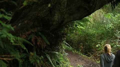 Rain forest hikers Stock Footage 1036087