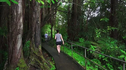 Rain forest hikers Stock Footage 42967294