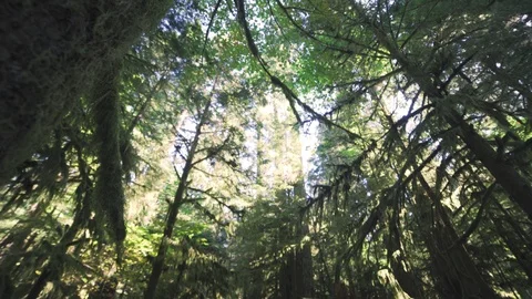 Rain forest with holy light Stock Footage 103434857