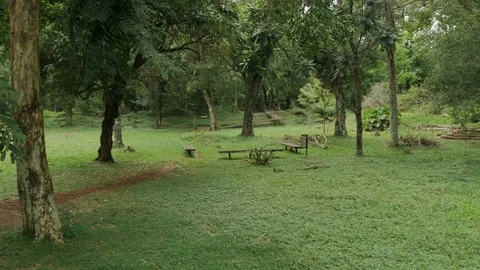 Rain forest in the Jesuit reduction of our lady of Santa Ana, Argentina. Stock Footage 87723863
