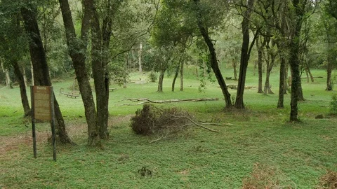 Rain forest in the Jesuit reduction of our lady of Santa Ana, Argentina. Stock Footage 87723987