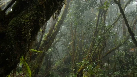 Rain forest jib CU Stock Footage 80395531