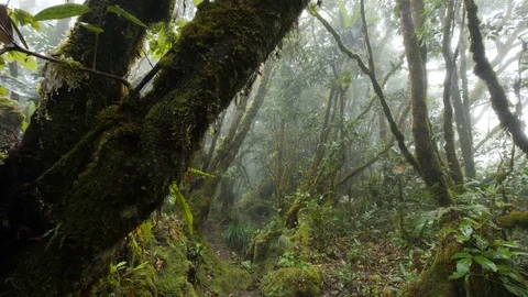 Rain forest jib Stock Footage 80395901