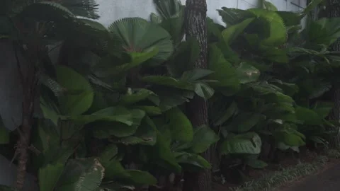 Rain forest in the jungle Stock Footage 287960462