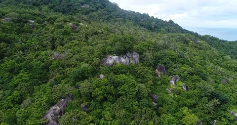 Rain Forest Jungle, Koh Phangan, Thailand Stock Footage 98934099