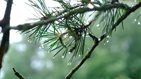 Rain forest large pine needles and wet raindrops. fresh green Video stock 309880891