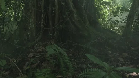 Rain forest Large Roots Tree Video stock 288851439