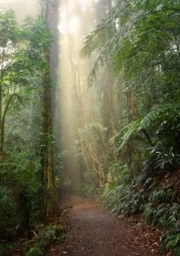Rain forest light Stock Photos