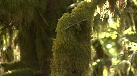 Rain Forest moss closeup Stock Footage 8549508