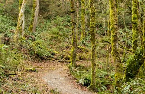 Rain forest moss covered trees Foto stock