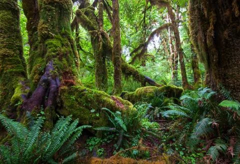 Rain forest with moss Stock Photos