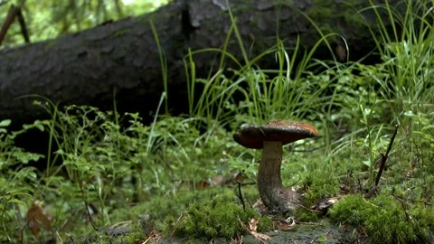 Rain in the forest: a mushroom on the background of grass and a fallen tree. Stock Footage 88495730