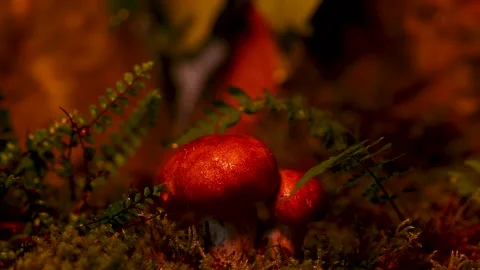 Rain in the forest, mushrooms with moss at night Stock Footage 249933477
