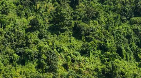 Rain forest in Myanmar Stock Photos