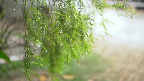 Rain in Forest. Nature forest background Stock Footage 110824418