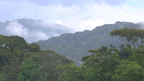 Rain forest, Nyungwe, Rwanda, Africa Video stock 84180153