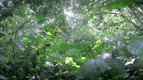 Rain Forest or Jungle Stock Footage 8980109