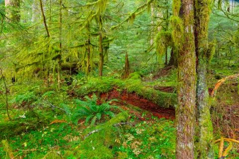 Rain Forest in Oregon Fotos de archivo