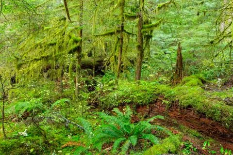 Rain Forest in Oregon Foto stock