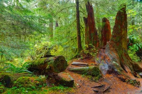 Rain Forest in Oregon Stock Photos