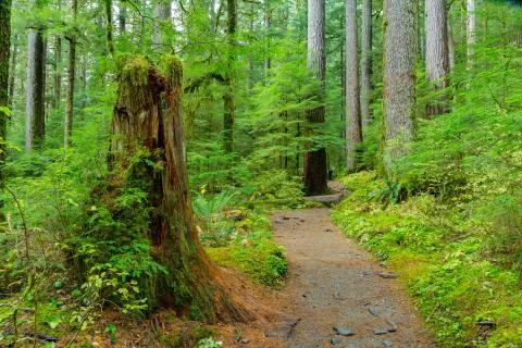 Rain Forest in Oregon Stock Photos