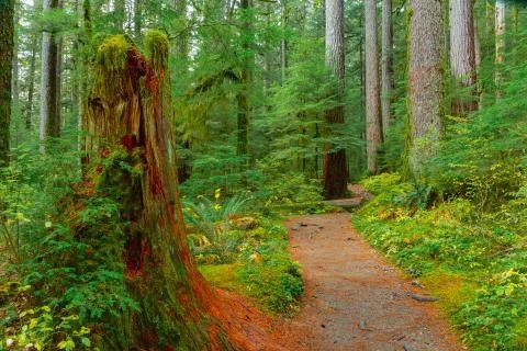 Rain Forest in Oregon Stock Photos