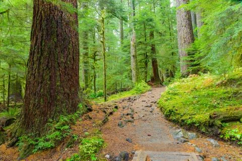 Rain Forest in Oregon Foto stock