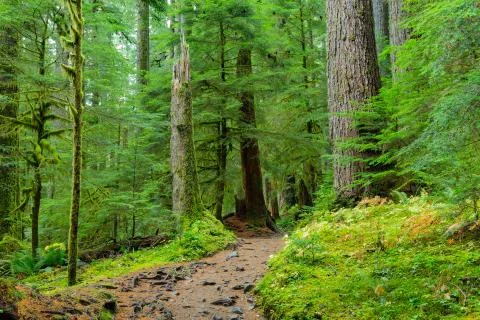 Rain Forest in Oregon Stock Photos