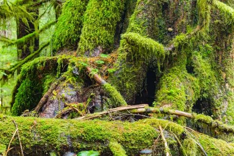 Rain Forest in Oregon Stock Photos