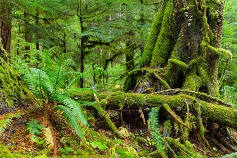Rain Forest in Oregon Stock Photos