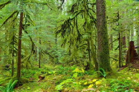 Rain Forest in Oregon Foto stock