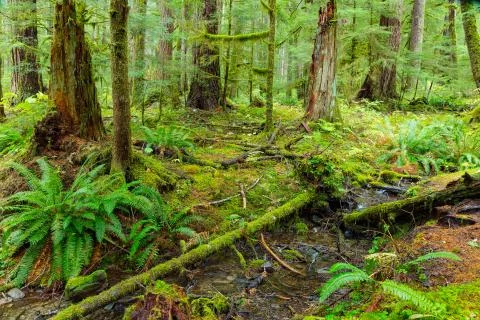 Rain Forest in Oregon Stock Photos
