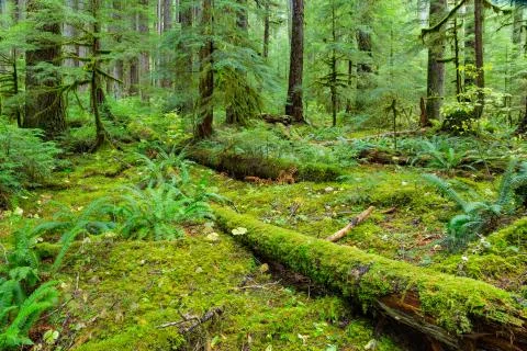 Rain Forest in Oregon Stock Photos