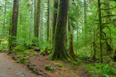 Rain Forest in Oregon Stock Photos
