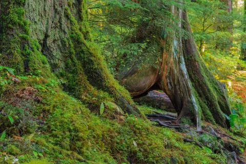 Rain Forest in Oregon Foto stock