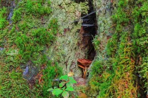 Rain Forest in Oregon Stock Photos