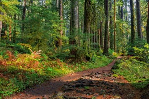 Rain Forest in Oregon Stock Photos