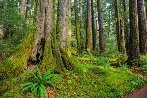 Rain Forest in Oregon Foto stock