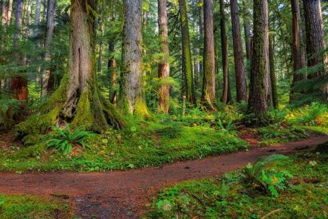 Rain Forest in Oregon Stock Photos
