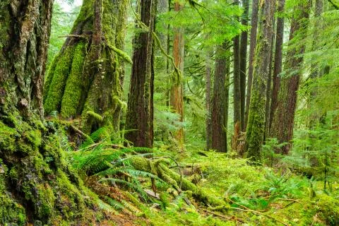Rain Forest in Oregon Stock Photos