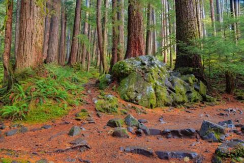 Rain Forest in Oregon Stock Photos
