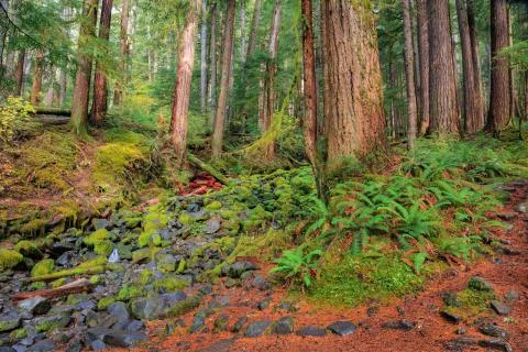 Rain Forest in Oregon 스톡 사진