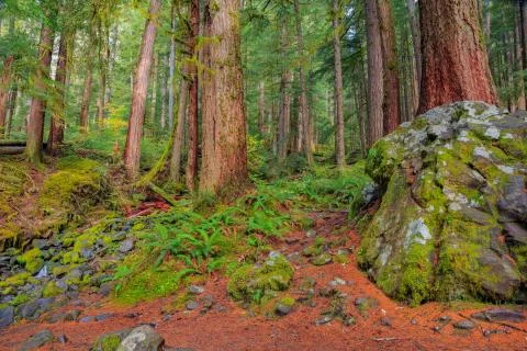 Rain Forest in Oregon Stock Photos