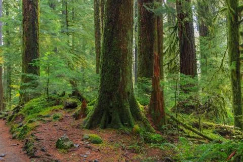 Rain Forest in Oregon Stock Photos